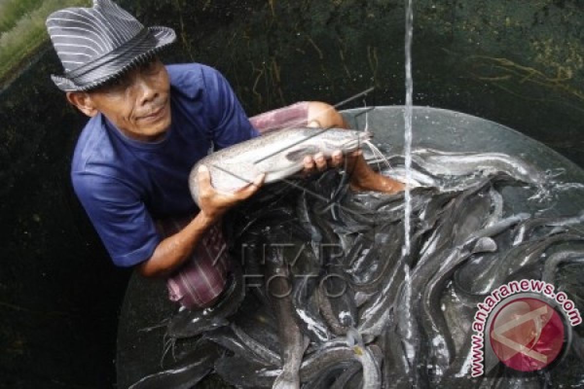 Palangka Raya Kembangkan Teknologi Biofloc Ikan Lele 