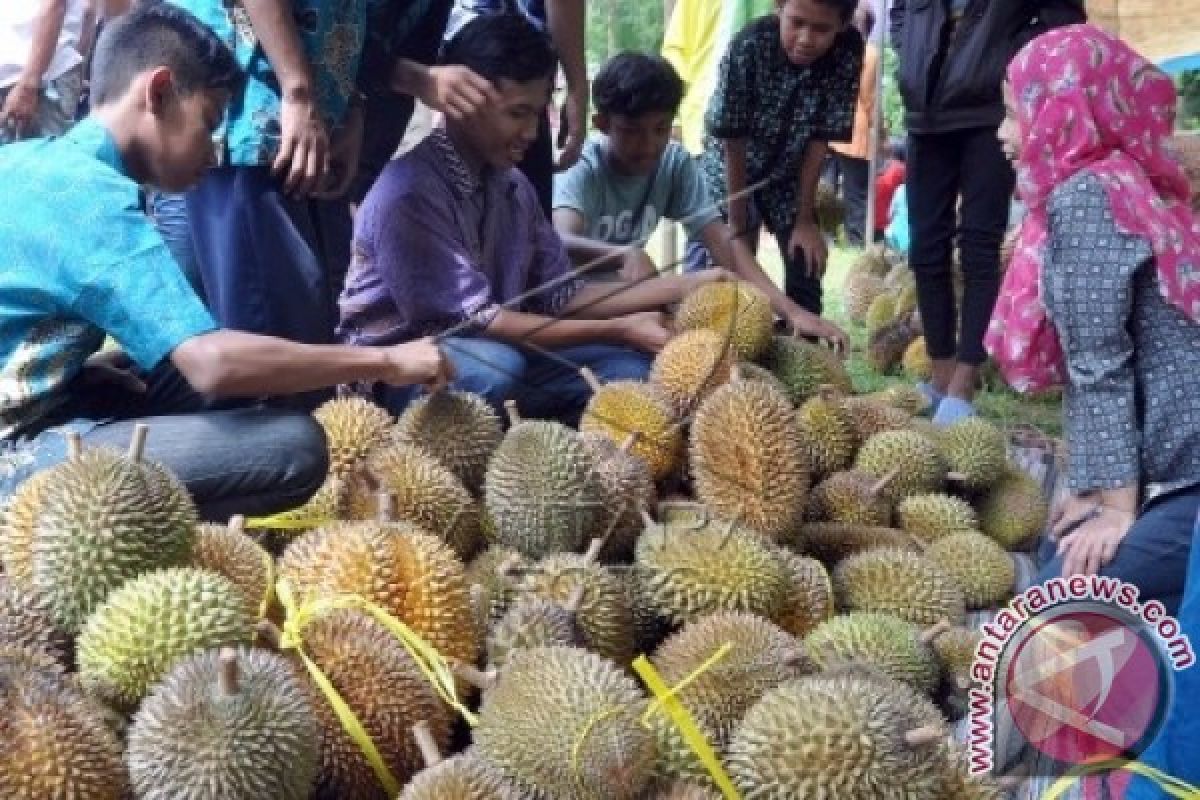 Menikmati Wisata Durian Lembah Hijau