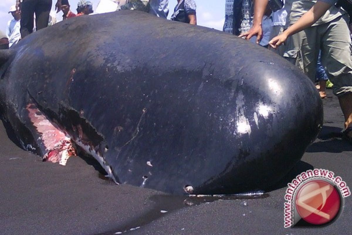 Ikan Paus Tutul Terdampar di Pantai Tulungagung