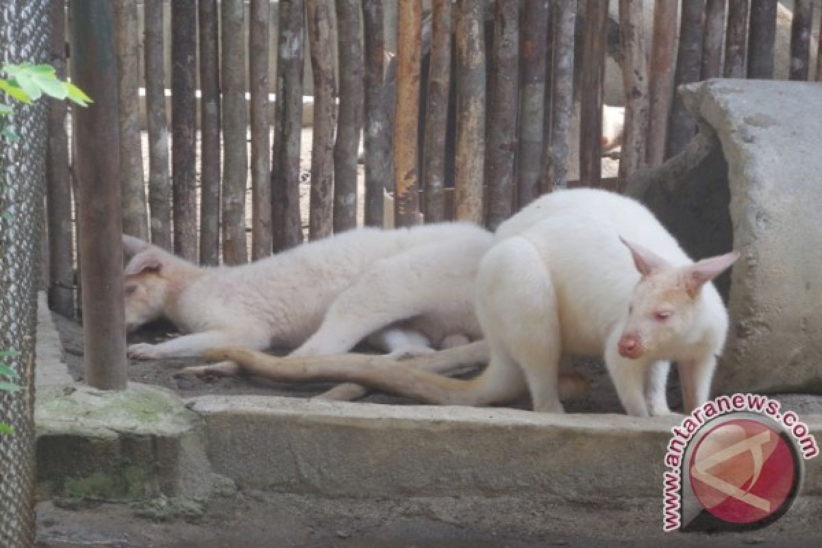 Taman Hewan Pematangsiantar Tambah Koleksi Satwa