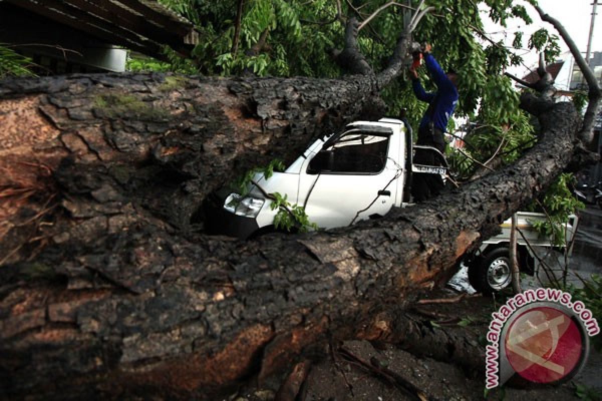 Jalur selatan Jateng macet akibat pohon tumbang