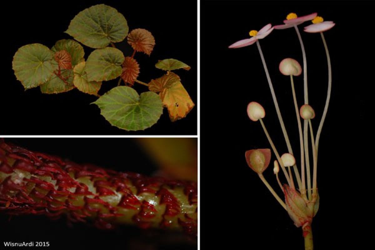 Peneliti Kebun Raya Temukan Begonia Jenis Baru 