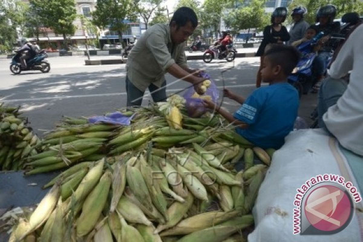Mamuju dapat bantuan pengembangan jagung 12.500 ha