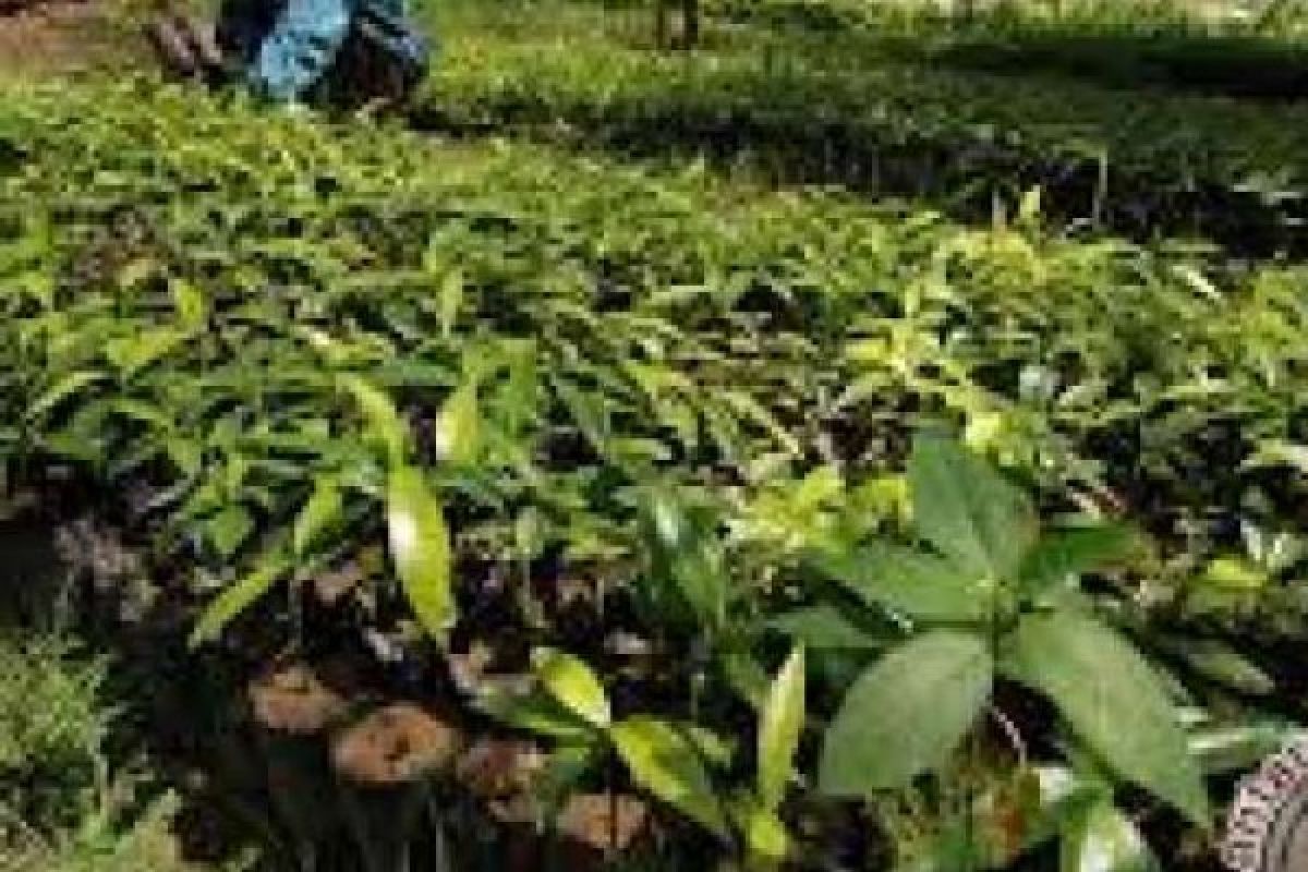 Pekanbaru Targetkan Tanam 12.000 Bibit Pohon