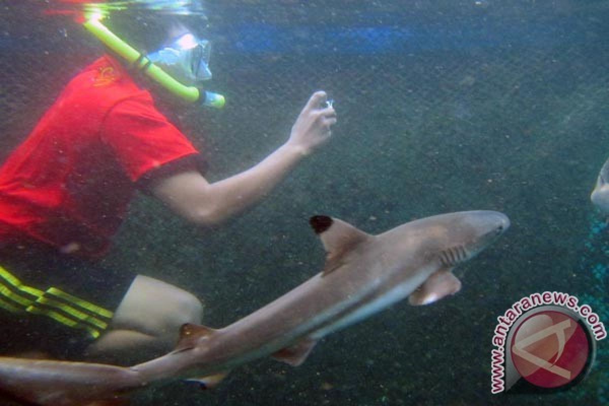 Menikmati Bangsring Under Water Banyuwangi