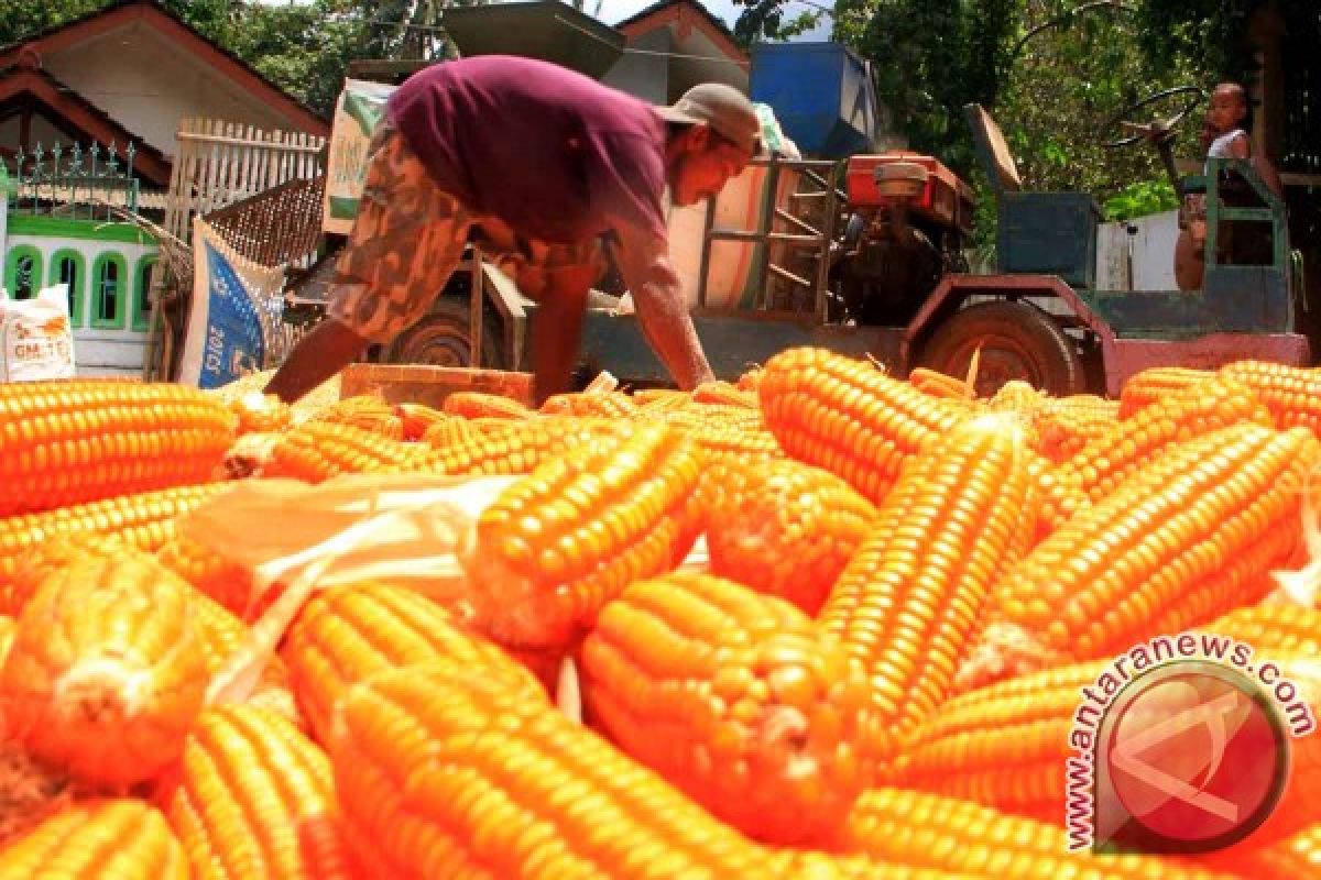 Tekan Harga Jagung, Bulog Siapkan 200 Ton Untuk Operasi Pasar di Jatim