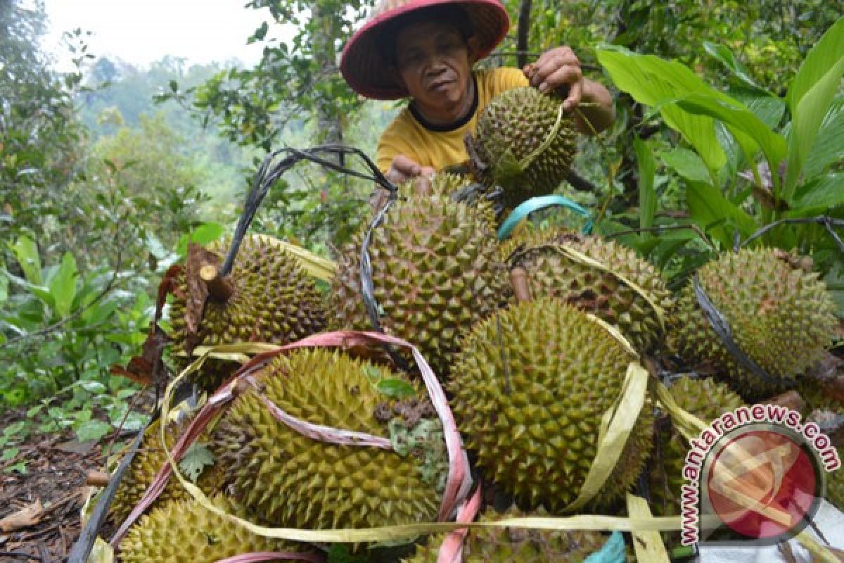 Ribuan Warga Berebut Durian Gratis      