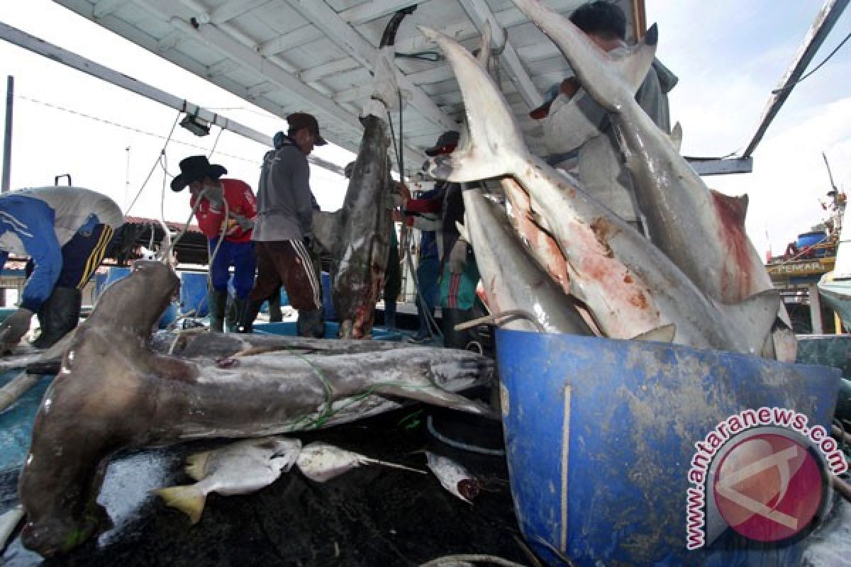 Polda Bali dalami penyelundupan ikan hiu