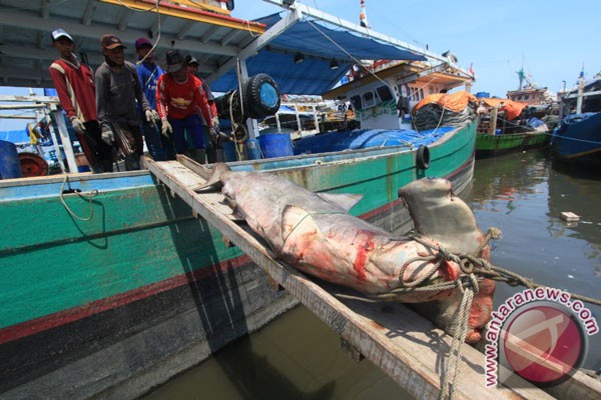 Siswa Singapura pelajari perdagangan hiu di Lombok