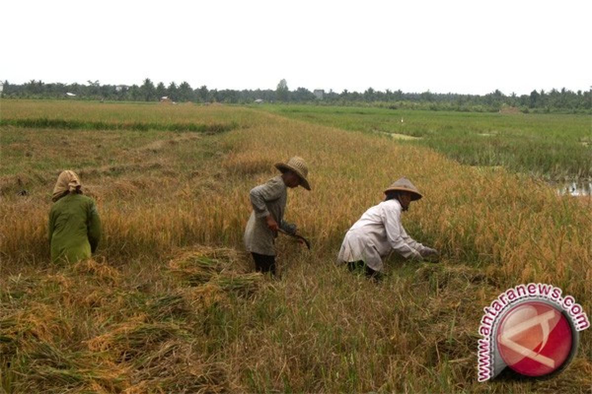 Nilai tukar petani Jambi turun 0,26 persen