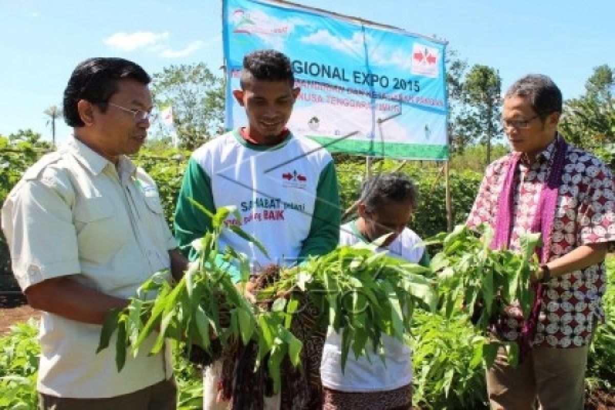 Budidaya Sayuran Solusi Kekeringan di NTT