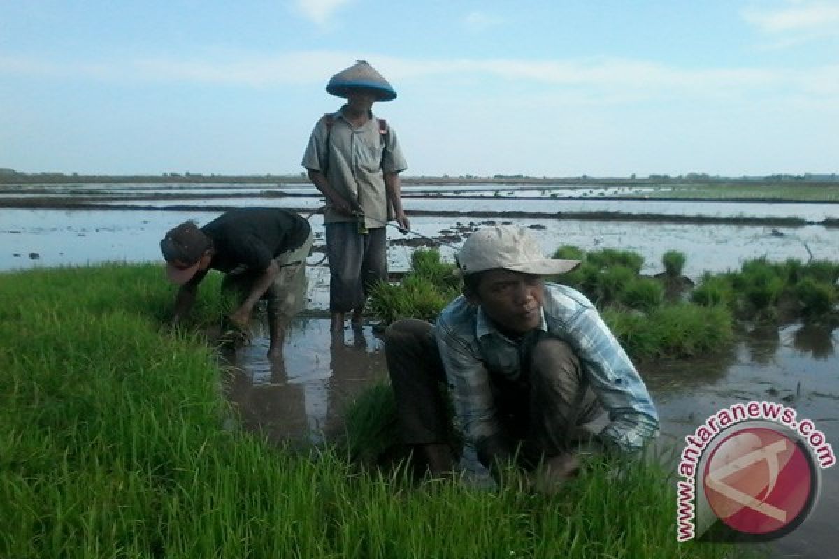 Harga beras Vietnam lebih murah karena sedikit gunakan pupuk kimia