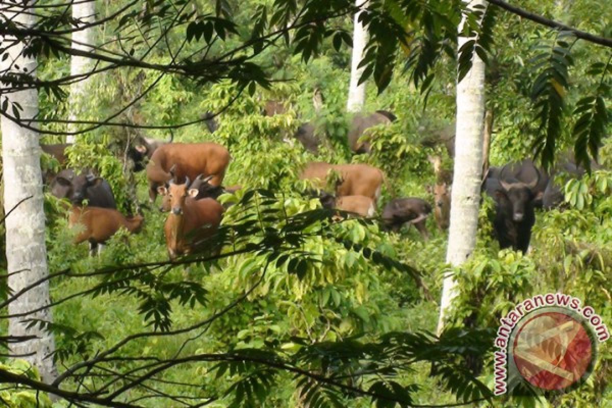 Taman Nasional Meru Betiri Miliki 60 Banteng