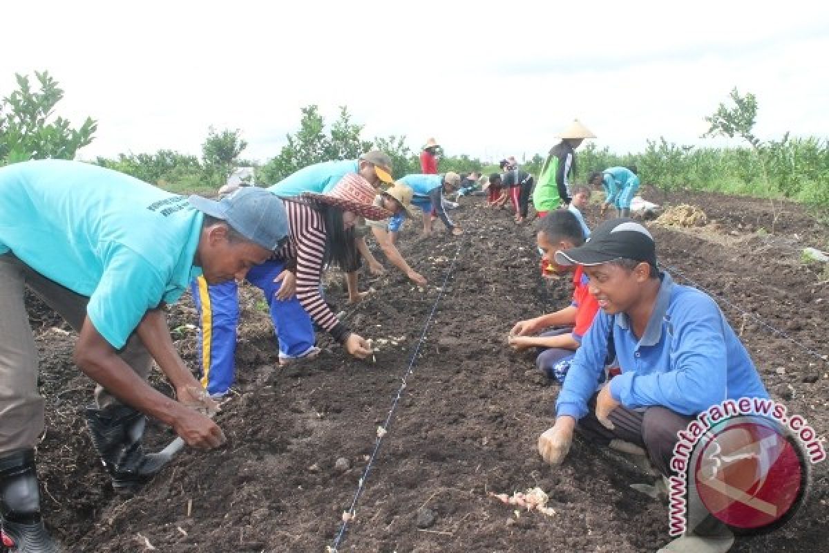 4 Desa di Sukamara Sedang Budidayakan Bawang Merah