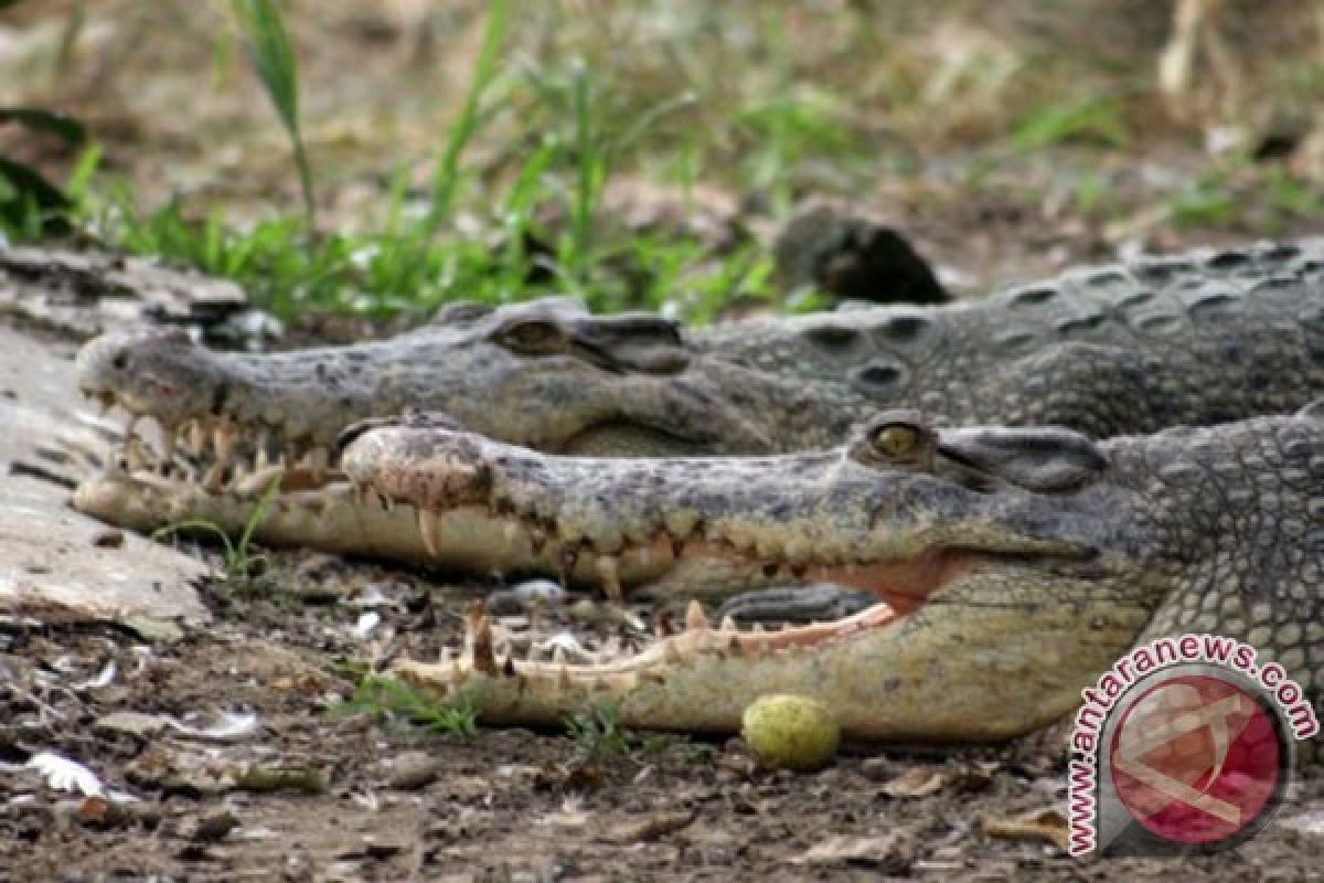 Seekor buaya sungai serang peternak di Indragiri Hilir