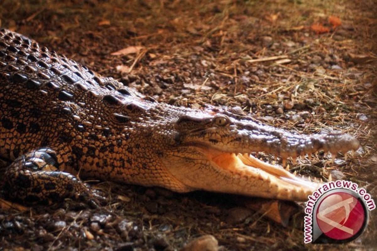 Masyarakat Diminta Waspada Masa Rawan Sambaran Buaya
