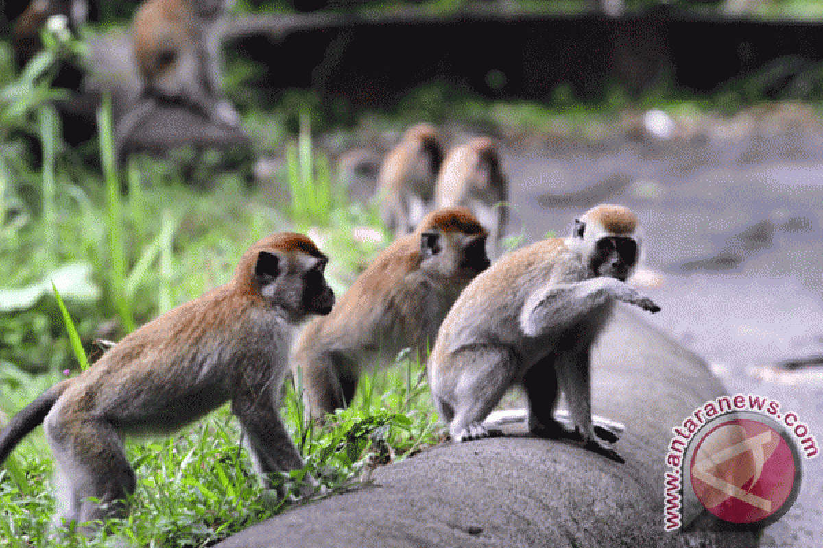 Sampang kembangkan hutan kera