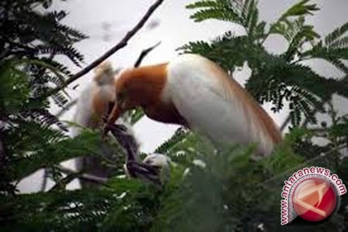 Tourists Come To Lore Lindu To Watch Endemic Birds