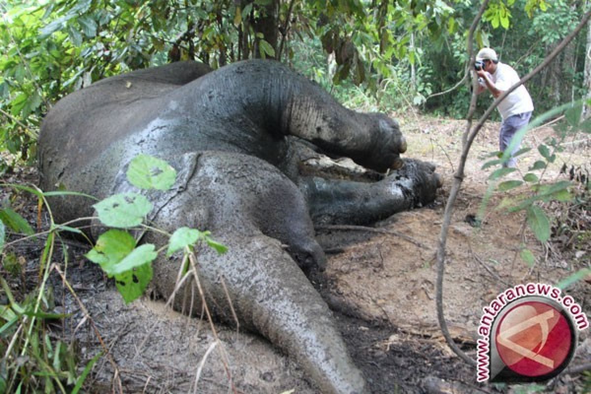Populasi Gajah Sumatera Susut Bersama Menyempitnya Hutan