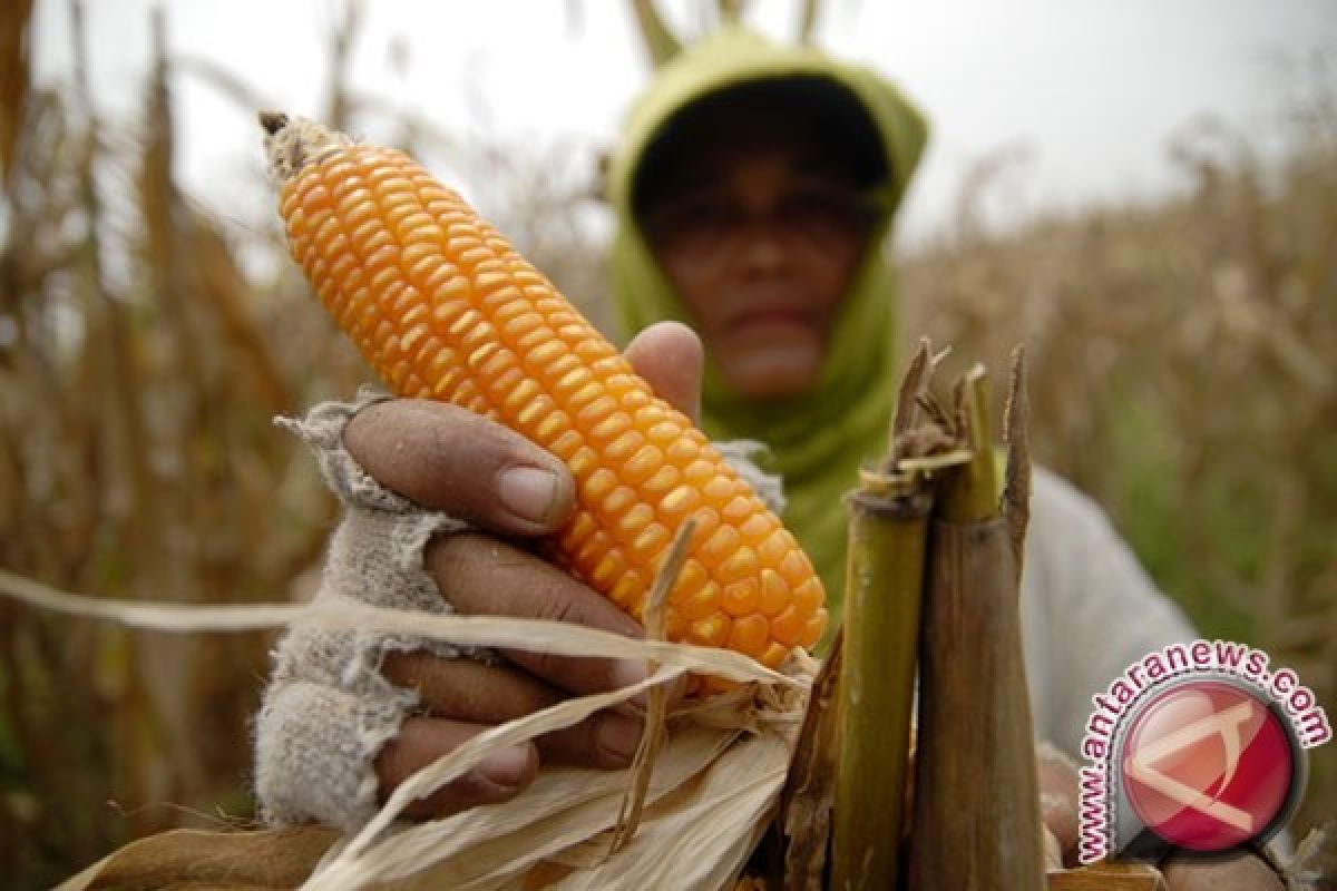 Panen jagung terserang jamur di Aceh Tenggara