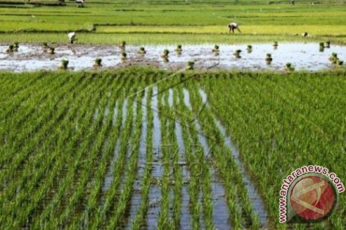 Ratusan hektare sawah Polman butuh sumber air