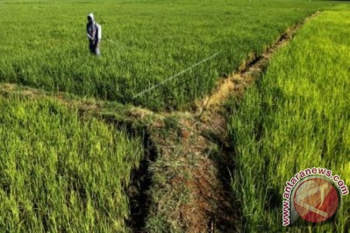 Mamuju cetak 406,85 hektare sawah baru