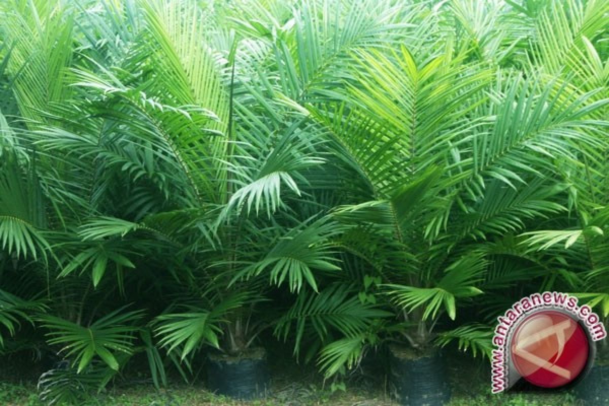 Disbun: Replanting sawit Jambi 70 ribu hektare 