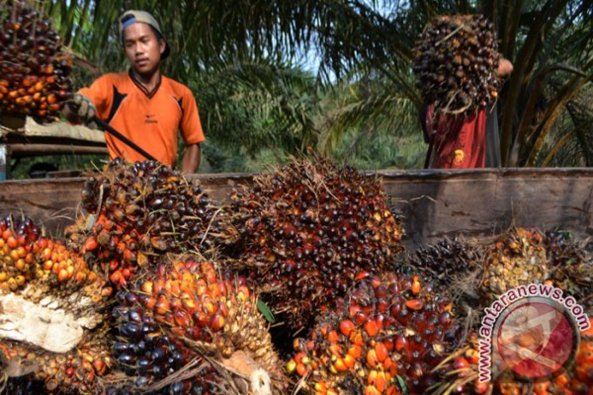 Gapki Proyeksikan Produksi CPO Naik pada 2017