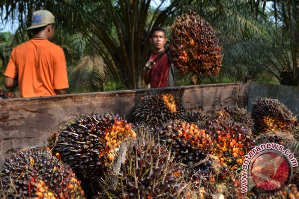 Harga CPO Jambi Turun Rp102/Kg