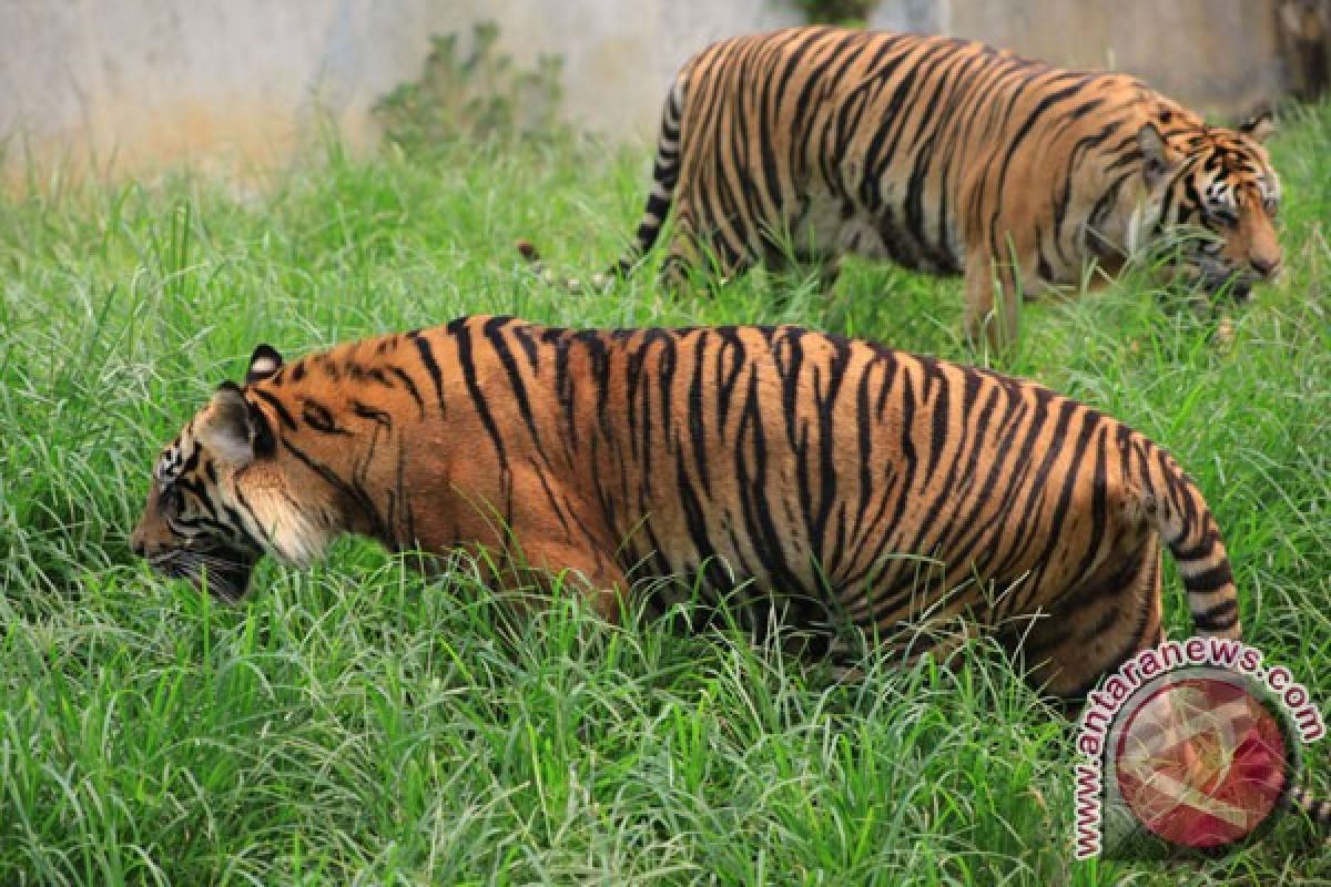 BKSDA mengevakuasi seekor Harimau Sumatera yang terperangkap