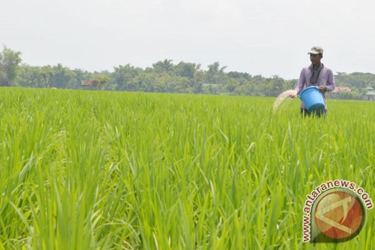 Dispertan Madiun : Produksi Padi Tidak Terganggu Cuaca