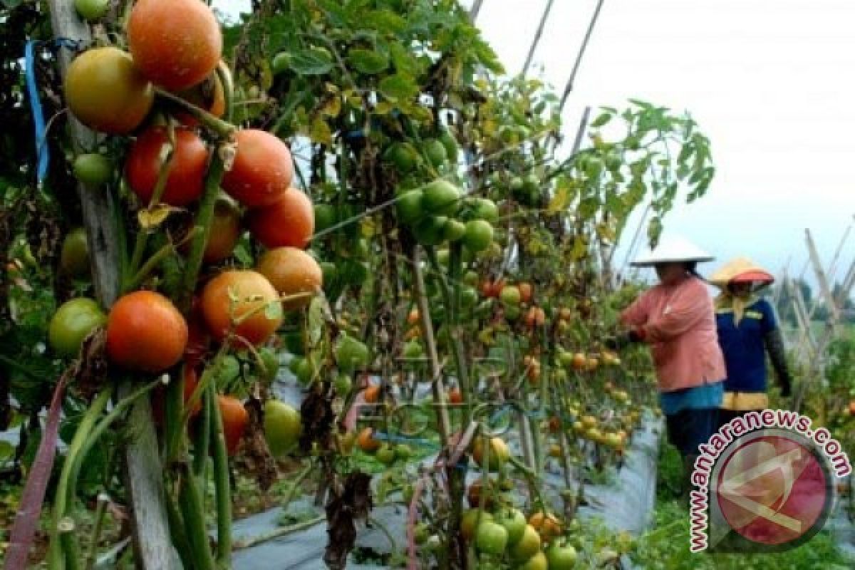 Virus Gemini Serang Tanaman Tomat Di Sukabumi 