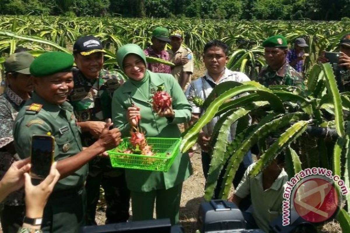 Pemkab Keerom dorong pengembangan perkebunan buah naga 