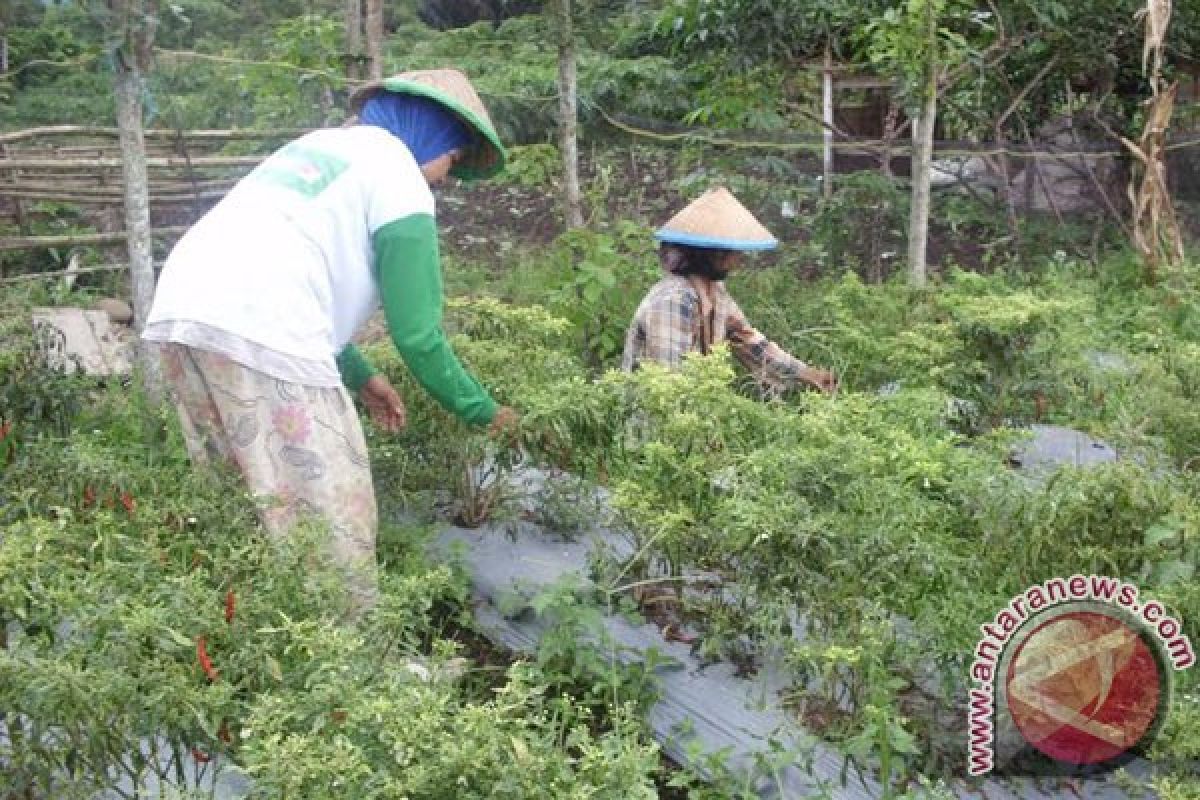 Rejanglebong terima bantuan benih cabai dan kentang