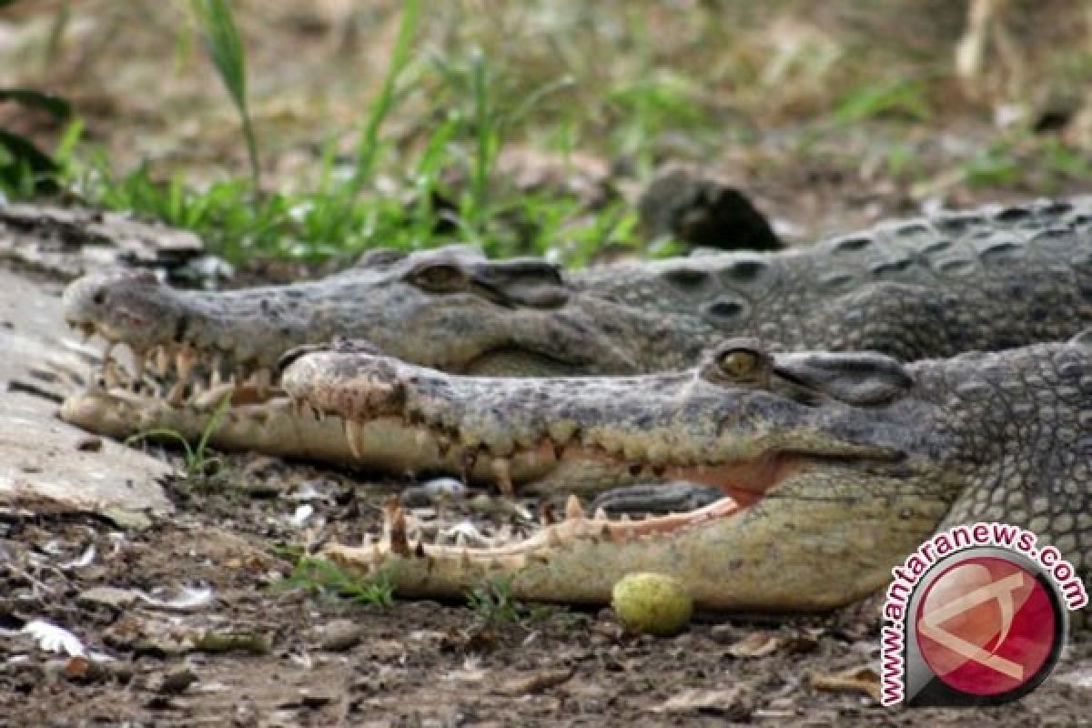 Ada buaya di kawasan yang telah surut dari banjir di Queensland Australia