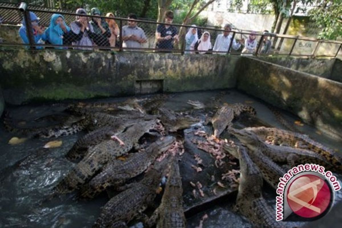 Bakal dibangun taman konservasi buaya di Pasaman Barat