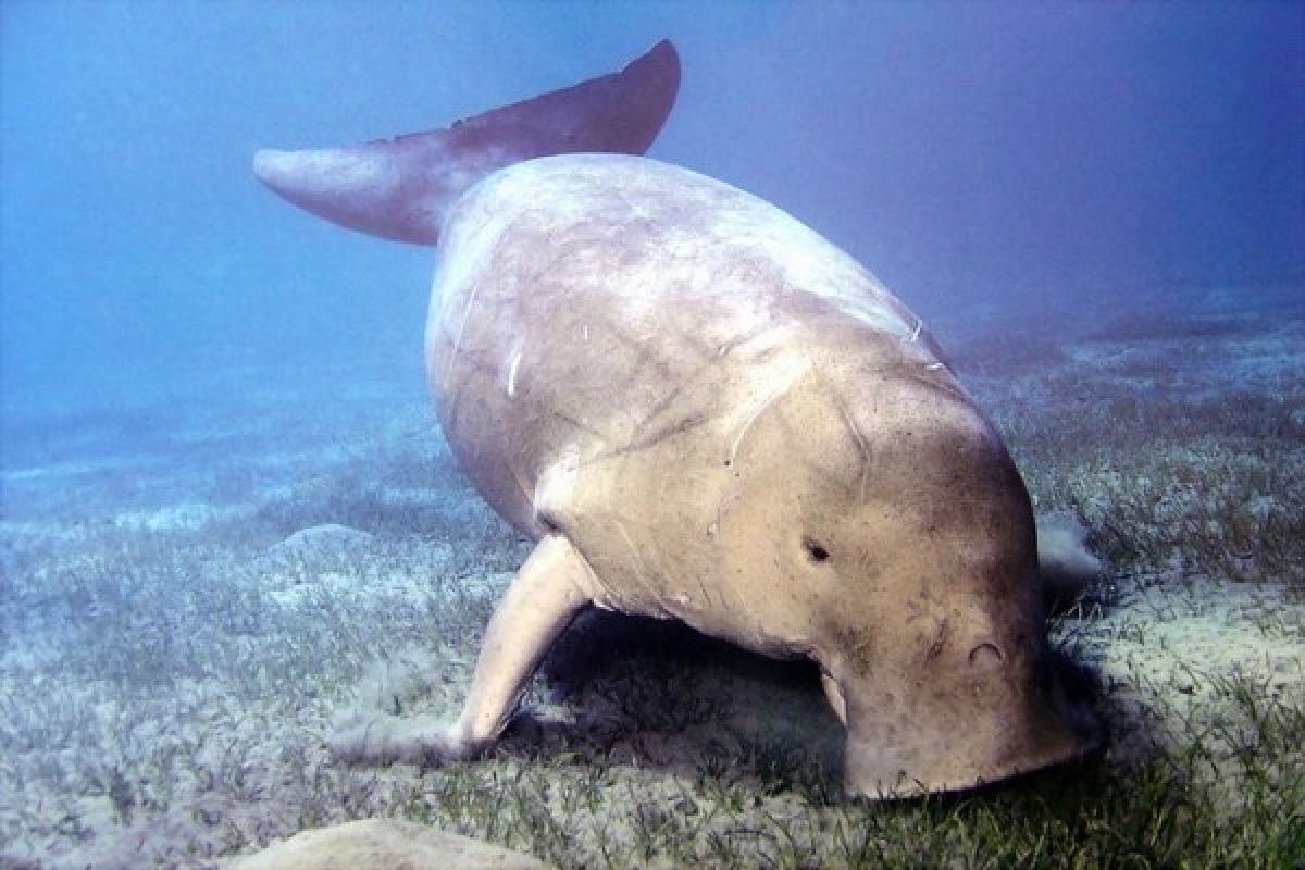 Marine pollution affects dugong habitat in Riau islands water: Official