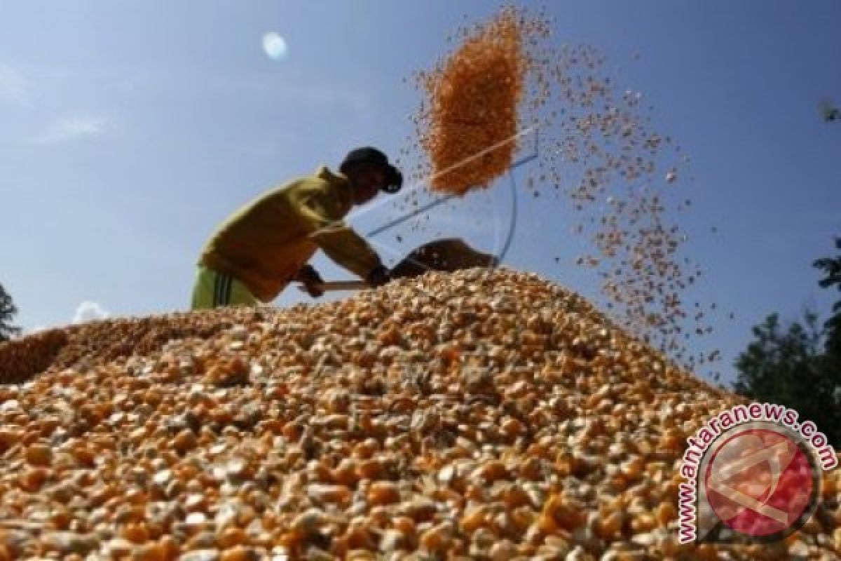 Delapan ton bibit jagung dikembangkan petani mamuju