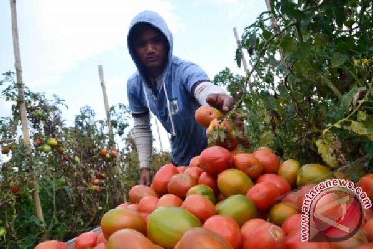 Pemprov Sumut Andalkan Lima Kabupaten Penghasil Sayur