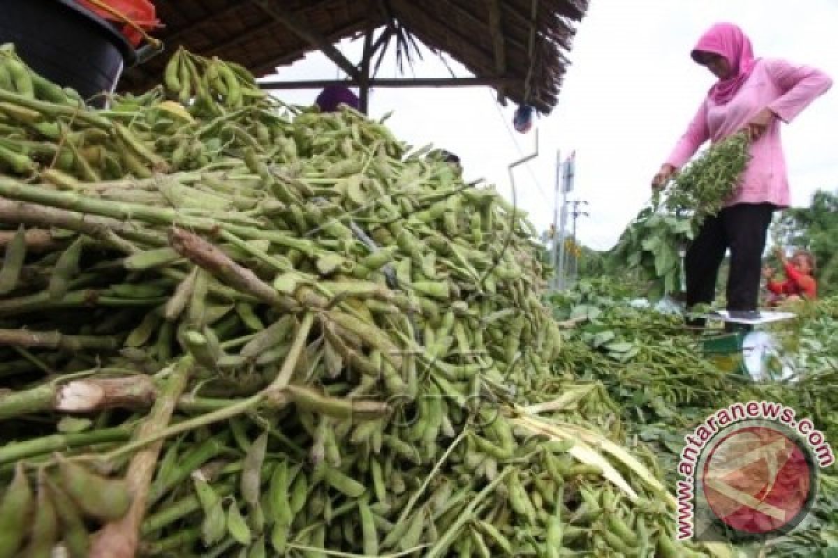 Kacang kedelai impor di Aceh Barat turun