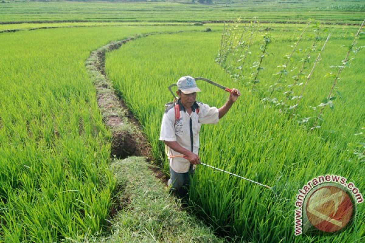 Gudang pestisida ilegal di Jateng digrebek, beroperasi sejak 1998