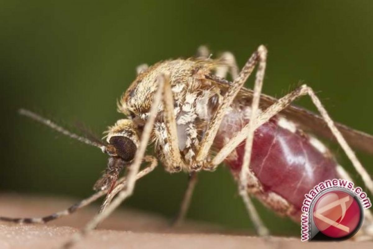 Kasus Malaria di Pangkalpinang Menurun