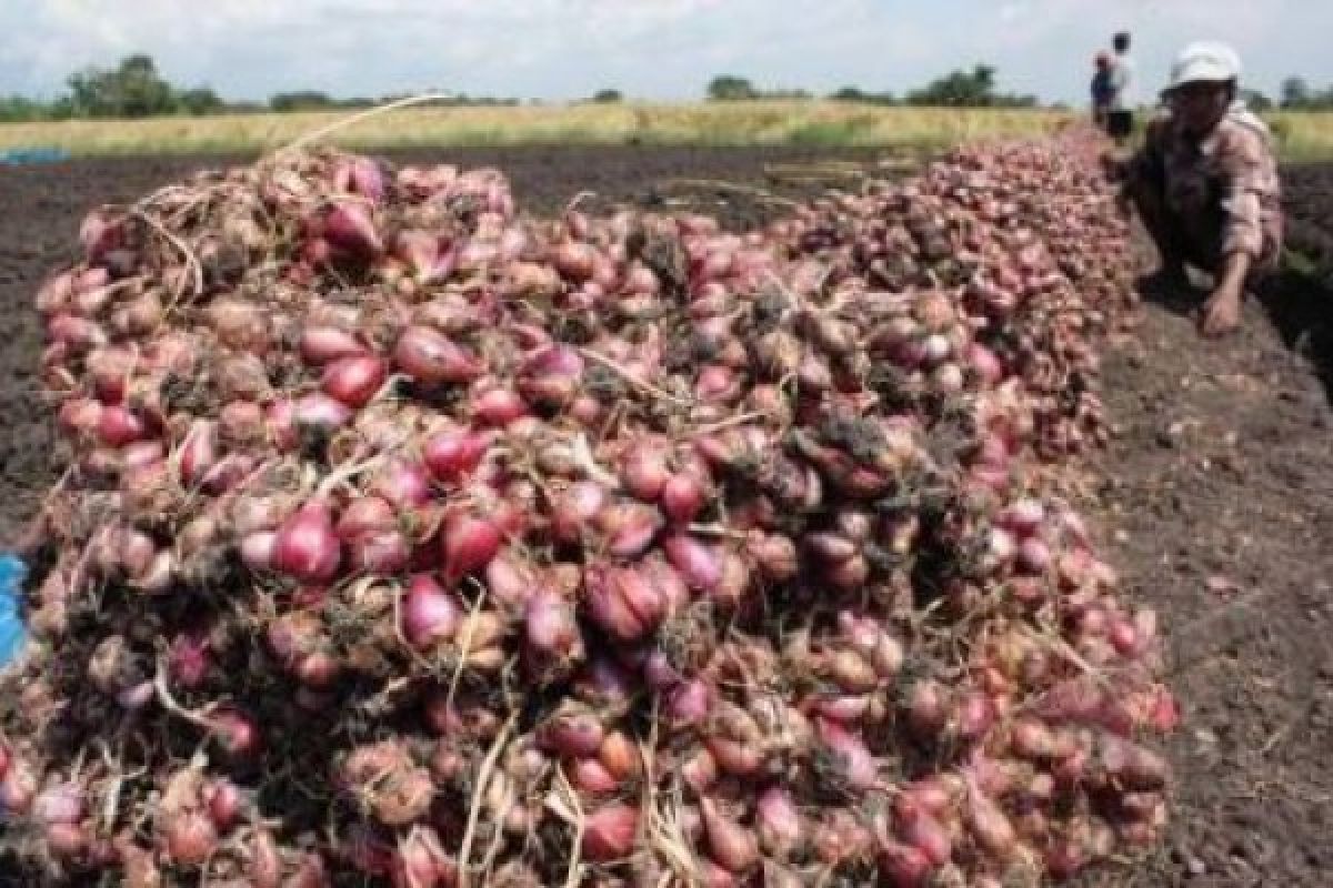 Dispertan Budayakan Bawang Merah Organik