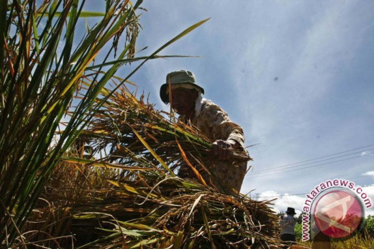 Harga Gabah di Sumbar Turun 4,29 Persen