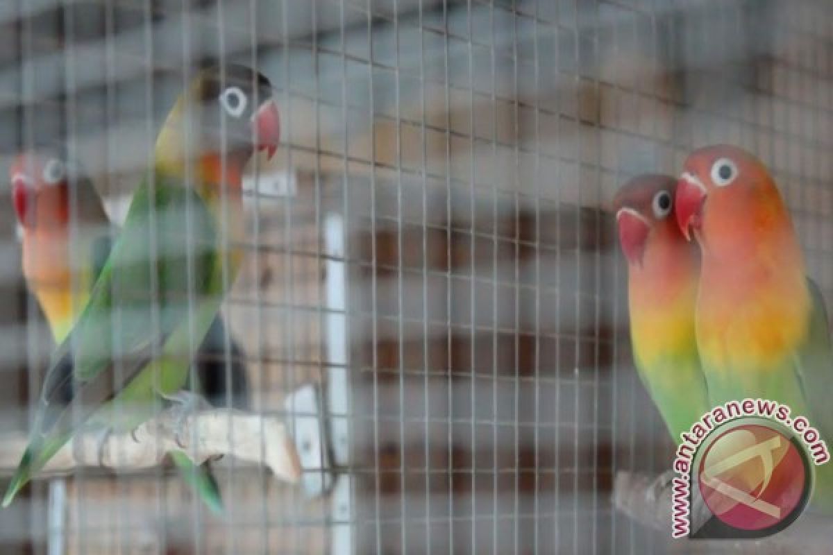 Beternak burung Lovebird menjanjikan keuntungan lumayan