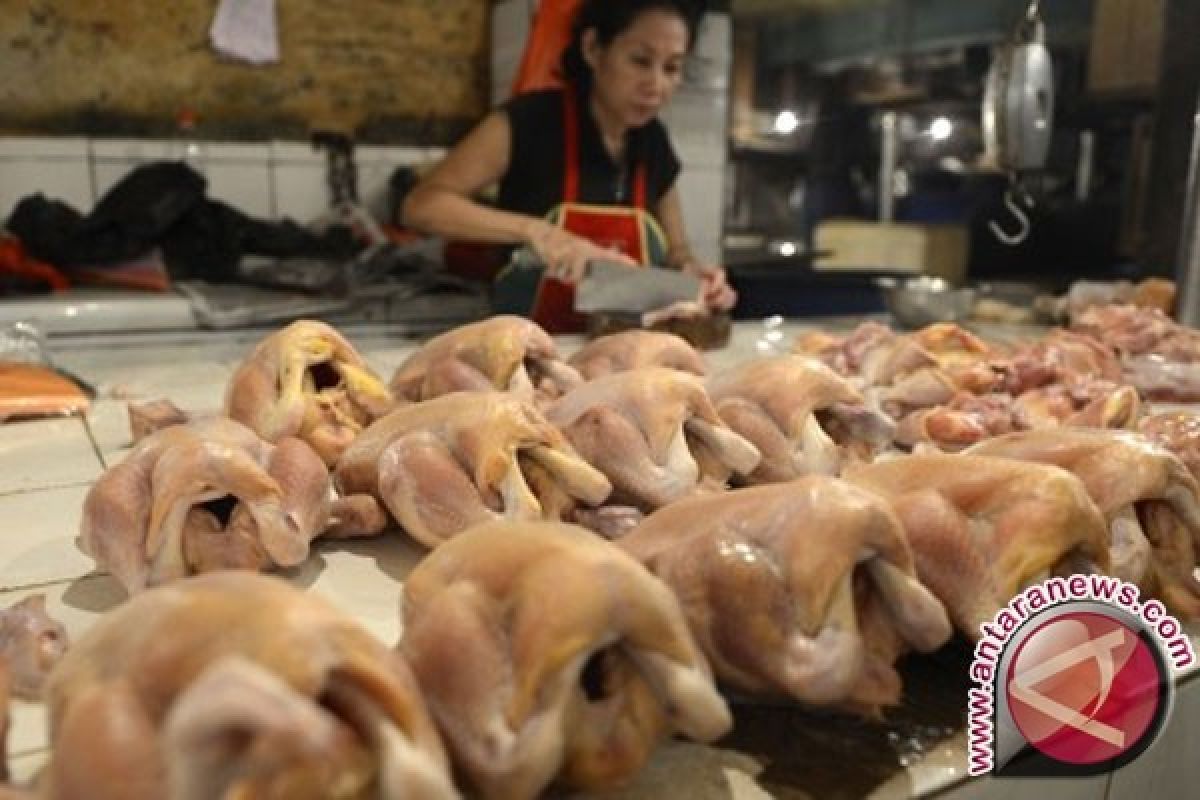 Harga daging ayam potong di Jambi stabil