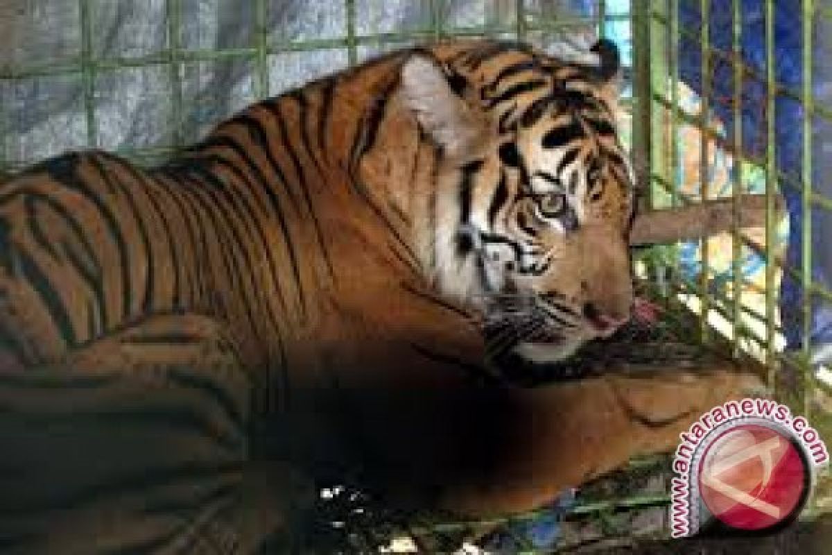 Harimau di Taman Rimba sudah sehat