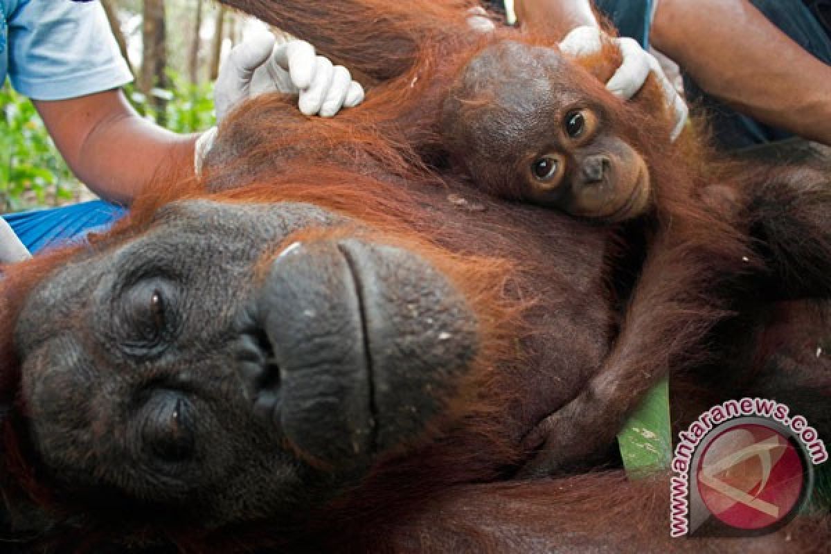 Polisi tetapkan lima tersangka penembakan Orangutan Kalimantan