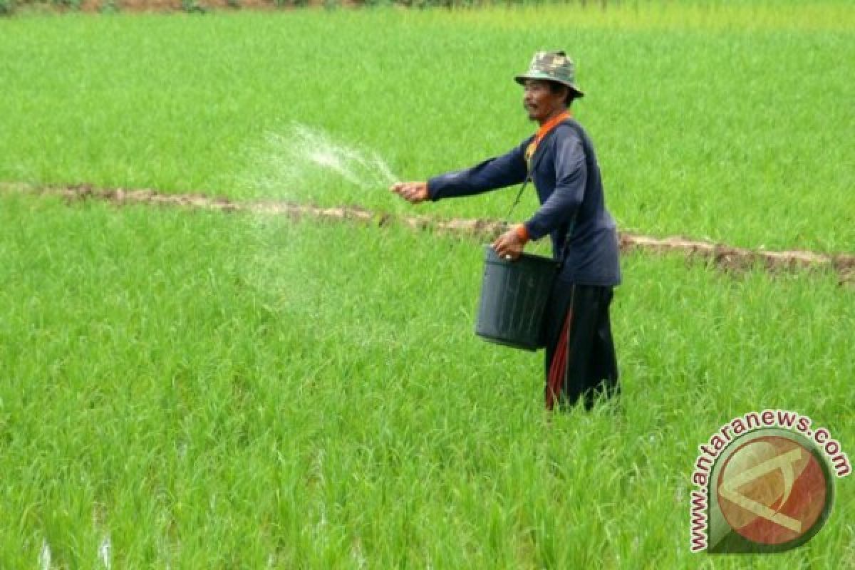 Penyerapan Pupuk Urea di Jember 48 Persen