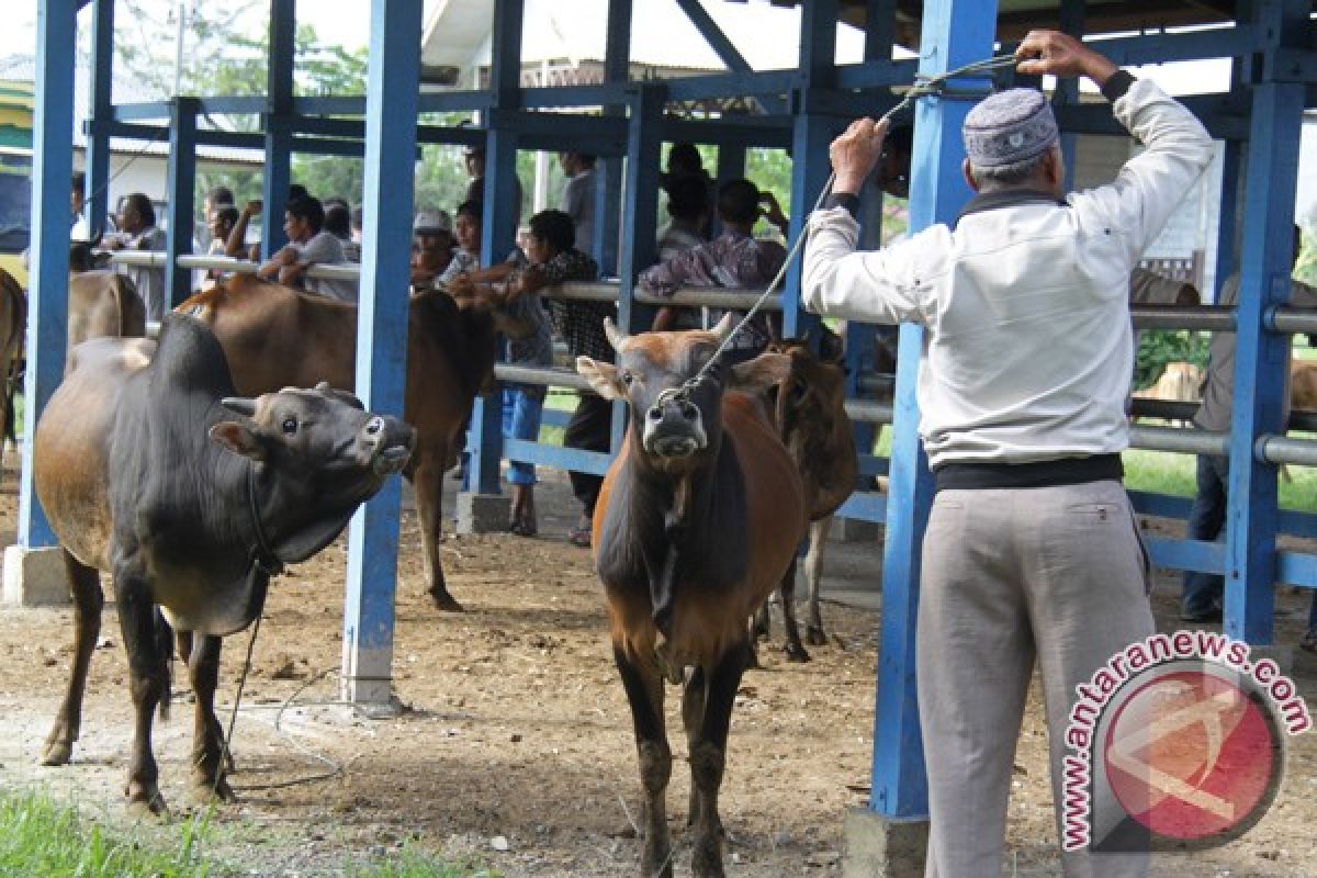 Ternak sapi di Aceh Utara didominasi jenis lokal